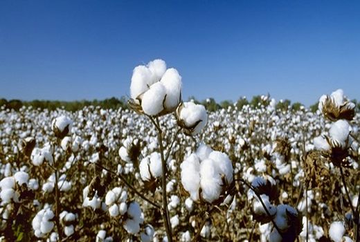 شروع برداشت طلای سفید از مزارع داراب 