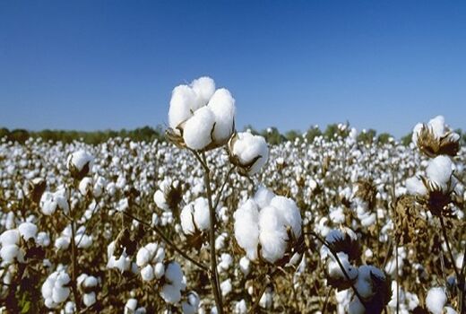 شروع برداشت طلای سفید از مزارع داراب 