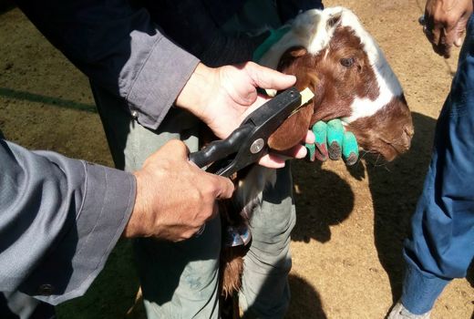 دام‌های عشایر ایلام برای جلوگیری از قاچاق پلاک گذاری می شوند