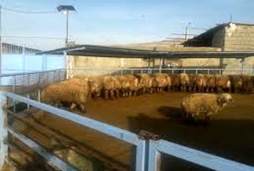 پرداخت ۳۲ میلیارد تومان تسهیلات پرواربندی به عشایر 