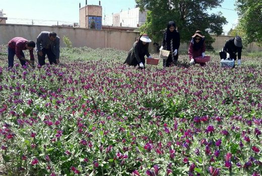 افزایش سطح زیر کشت گیاهان دارویی در لرستان