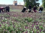افزایش سطح زیر کشت گیاهان دارویی در لرستان