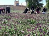 افزایش سطح زیر کشت گیاهان دارویی در لرستان