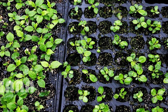 کشت هیپروژنیک