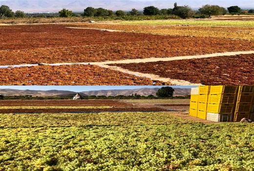 کشمش محصول برتر صادراتی استان زنجان است