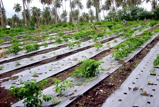 جریمه 2 تا 6 میلیون تومانی رهاسازی پلاستیک پس از کشت زیر پلاستیکی