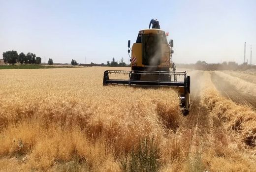 خرید ۳۲هزار تن گندم از کشاورزی شهرستان بوئین زهرا