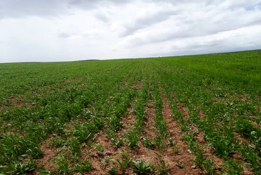 انعقاد ۴۸۲ قرارداد با کشاورزان در راستای اجرای طرح کشاورزی قراردادی در استان قزوین 