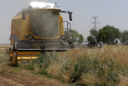 شهرستان برخوار دارای رتبه سوم تولید کلزا در استان اصفهان