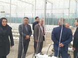 بهره‌برداری از گلخانه شیشه‌ای و تمام‌اتوماتیک تولید خیار در شهرستان تبریز