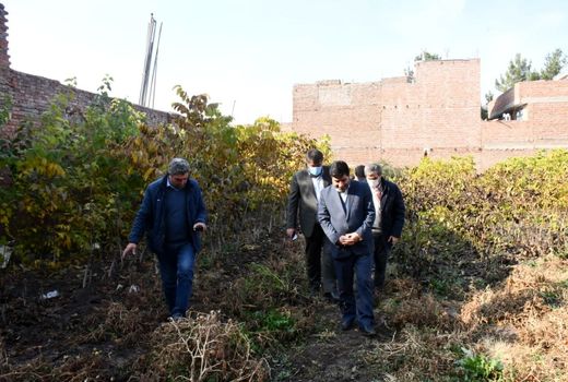  تکثیر ۸ ژنوتیپ‌ آپومیکس درخت گردو با قابلیت باردهی مجدد پس از سرمازدگی بهاره در آذرشهر