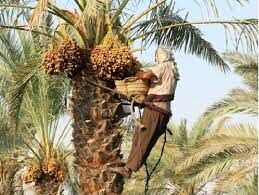 پیش‌بینی برداشت 66 هزار تن خرما در شادگان