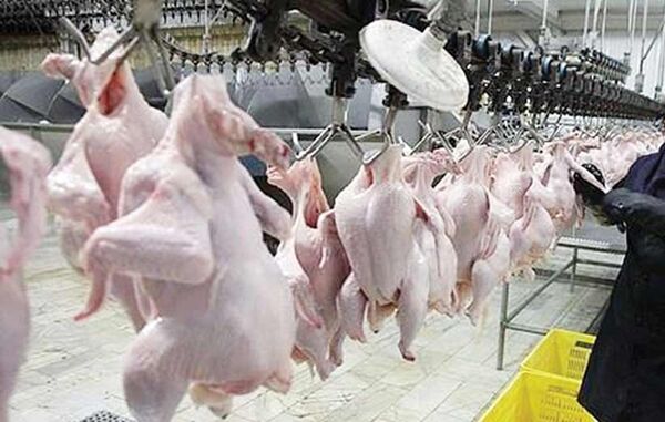 افزایش 55 درصدی گوشت مرغ در کشتارگاه های رسمی کشور 