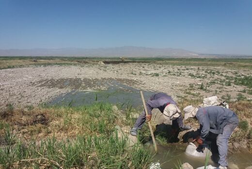 مرکز شهید کاظمی پلدشت، پیشتاز در احیای ذخایر آبزیان شمال‌غرب کشور/ 