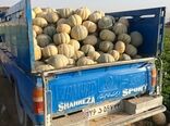 برداشت ۴۰ تا ۴۵ تن طالبی از مزارع شهرضا
