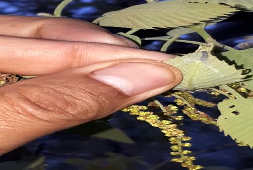 پایش و مبارزه بیولوژیک با آفات برگ‌خوار و جوانه‌خوار بلوط در جنگل‌های زاگرس