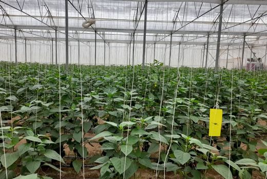 پرداخت تسهیلات کشاورزی در چهارمحال و بختیاری ۱۱۶ درصد افزایش یافت