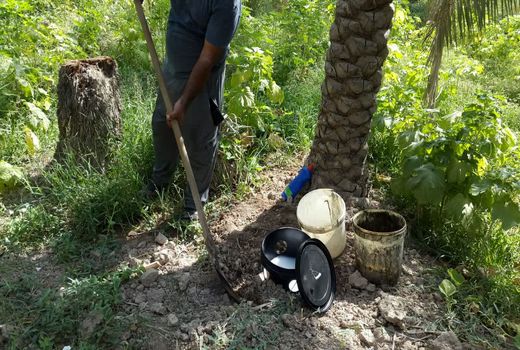 ادامه ردیابی آفت قرنطینه ای سرخرطومی حنایی خرما در آبادان