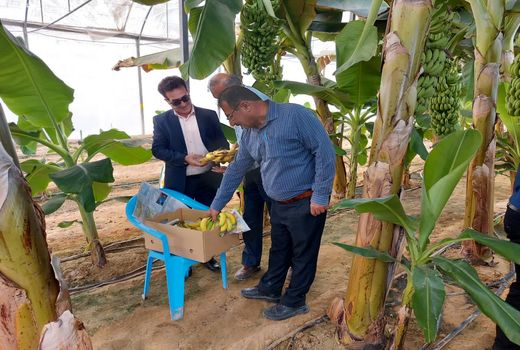 کشت موز گلخانه‌ای در بوشهر