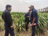 آغاز پایش مساحی مزارع ذرت استان تهران از شهرستان پیشوا