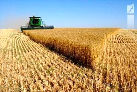 اجرای طرح جهش تولید در دیم زار‌های کردستان