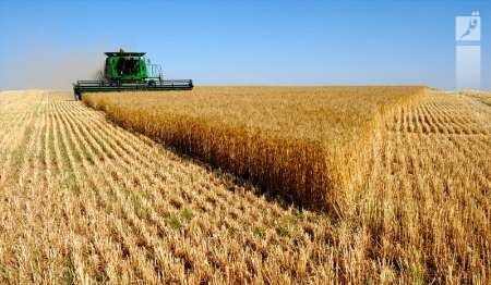 اجرای طرح جهش تولید در دیم زار‌های کردستان