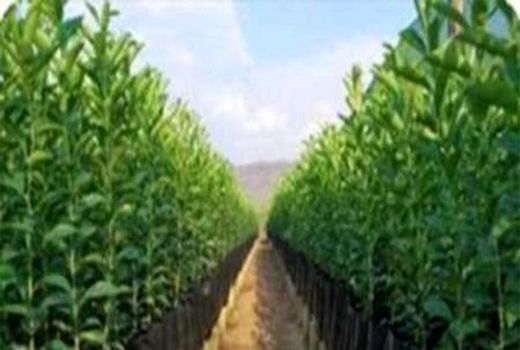 توزیع 18 هزار نهال و اندام تکثیری از 140 رقم مقاوم و برتر تجاری 