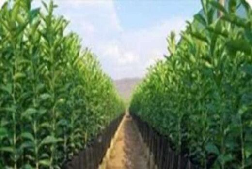 7.5 میلیارد ریال اعتبار بلاعوض برای خرید نهال یارانه دار اعطا شد