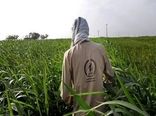 اجرای طرح همگام با کشاورز در ۸۰ روستای شهرستان نهاوند