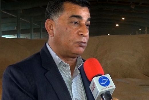  6 مرکز برای خرید گندم از کشاورزان بوشهری تعیین شد