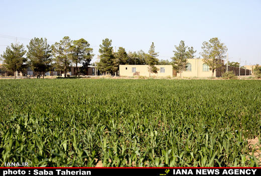 سورگوم جایگزینی با صرفه و مناسب برای غلات 