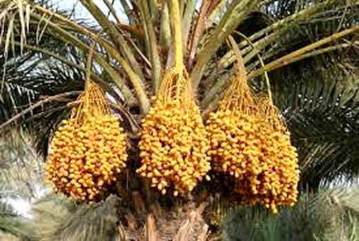 آغاز برداشت خارک و رطب از نخیلات خوزستان