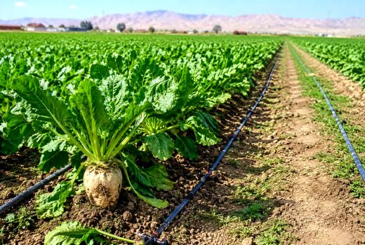 خوداتکایی شکر از ۸۰ درصد گذشت/ سیاست‌گذاری و خشکسالی مانع پایداری تولید