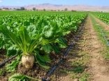 خوداتکایی شکر از ۸۰ درصد گذشت/ سیاست‌گذاری و خشکسالی مانع پایداری تولید