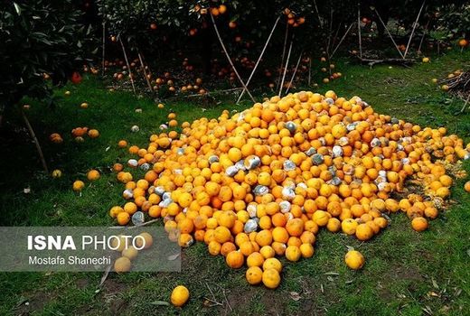 بی‌کیفیتی بزرگ‌ترین چالش میوه‌های پاییزی