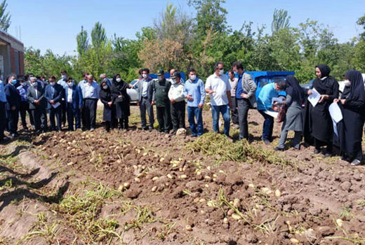 کسب رتبه دوم استانی شهرستان عجب شیر در کشت سیب زمینی تابستانه