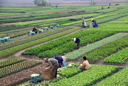 کشاورزی در روزهای سخت؛ وقتی مردم پشت خاکریز غذا می‌ایستند