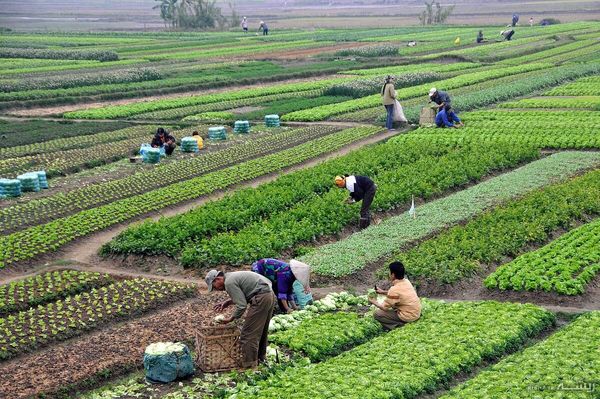 کشاورزی در روزهای سخت؛ وقتی مردم پشت خاکریز غذا میایستند