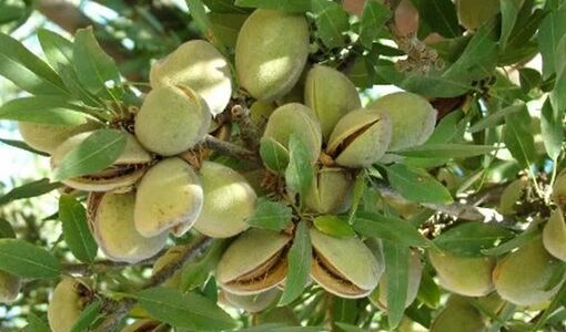 پیش‌بینی تولید یک‌هزار تن بادام در شهرستان استهبان