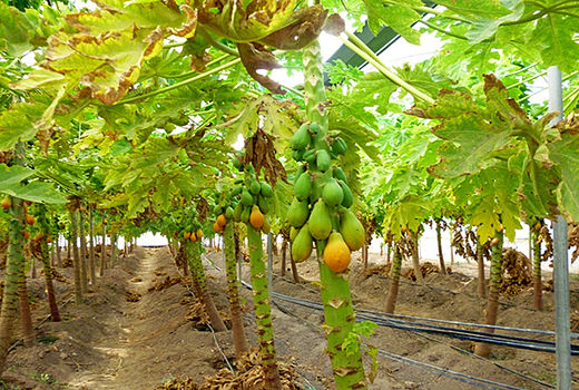 بوشهر قابلیت کشت میوه‌های گرمسیری را دارد