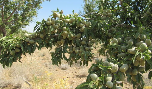 باغبانی چهارمحال و بختیاری؛ از اصلاح باغات و نهال سالم تا تکمیل زنجیره ارزش