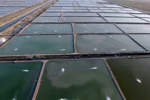 مزارع آبزی پروری شناسنامه دار می‌شود/ تبدیل پایاب ۱۵ هزار چاه کشاورزی به مزارع آبزی پروری