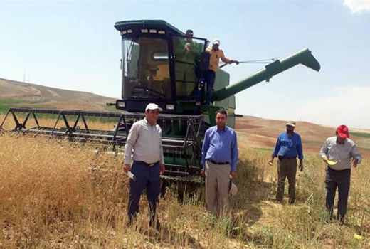 برداشت 150 تن کلزا در  شهرستان هشترود 