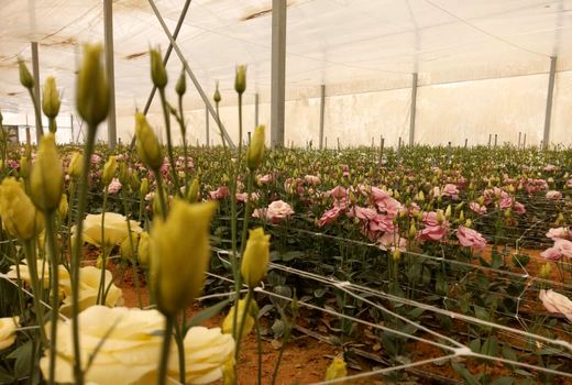 افتتاح 2 طرح گلخانه ای در بیضاء