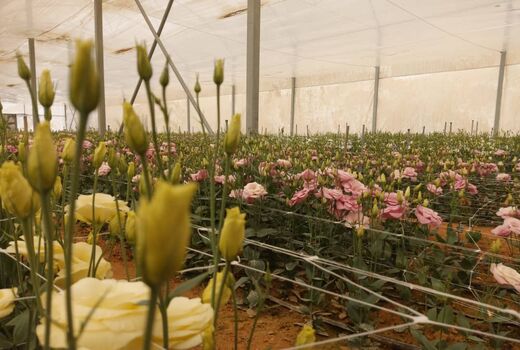 افتتاح 2 طرح گلخانه ای در بیضاء