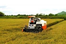 آغاز برداشت مکانیزه برنج در باشت
