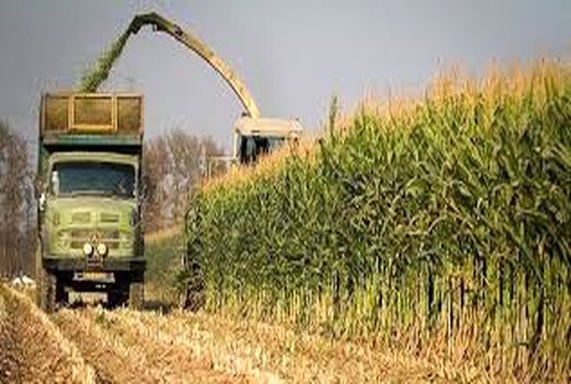 آغاز برداشت 3 هزار و 500 تن ذرت علوفه‌ای در شهرستان چرام 