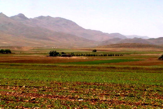 بیش از 186 هزار هکتار محصول گندم و جو در سال زراعی جاری در خراسان شمالی