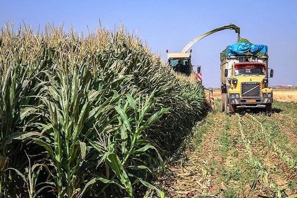 برداشت بالغ بر 3 هزار تن ذرت علوفه‌ای از مزارع شهرستان بیرجند