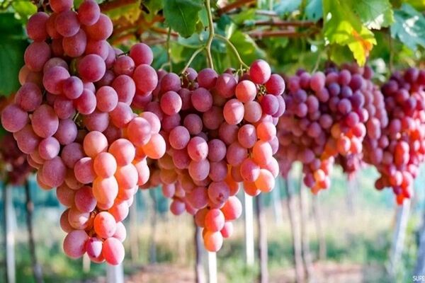 توسعه کشت گلخانه‌ای انگور؛ راهکاری برای افزایش بهره‌وری آب و کاهش خسارت‌های اقلیمی